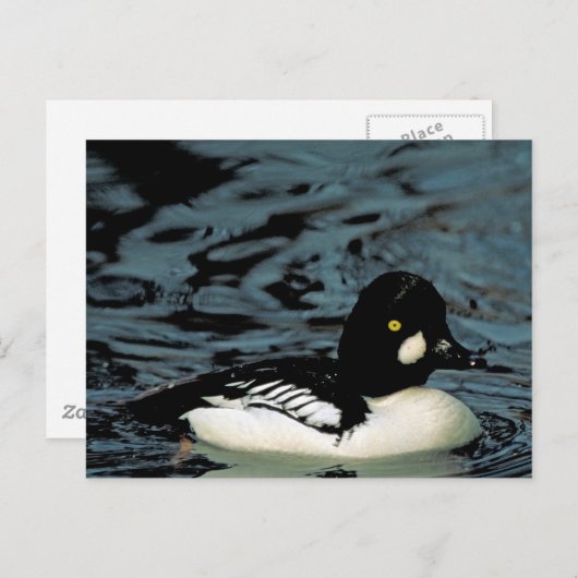 Goldeneye Duck Briefkaart (Voorkant / Achterkant)