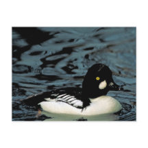 Goldeneye Duck