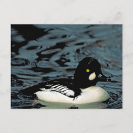 Goldeneye Duck Briefkaart