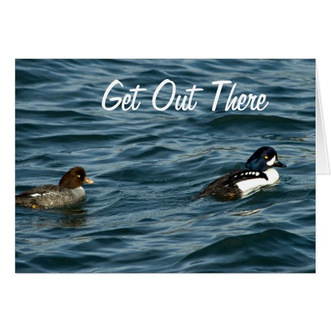 Goldeneye Ducks daar (Voorkant Horizontaal)