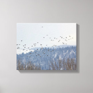 Goldeneye Vlucht Canvas Afdruk