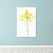 Goldenrod bloemen (Solidago juncea), Noord-Amerika Canvas Afdruk (Insitu (Houten vloer))