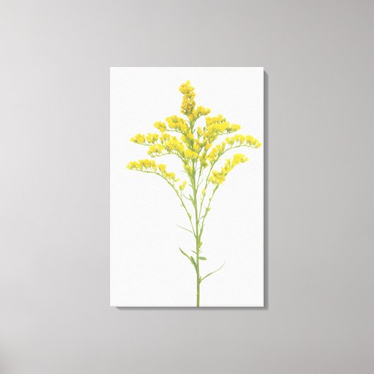 Goldenrod bloemen (Solidago juncea), Noord-Amerika Canvas Afdruk (Voorkant)