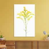 Goldenrod bloemen (Solidago juncea), Noord-Amerika Canvas Afdruk (Insitu (Woonkamer))