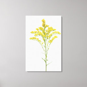 Goldenrod bloemen (Solidago juncea), Noord-Amerika Canvas Afdruk