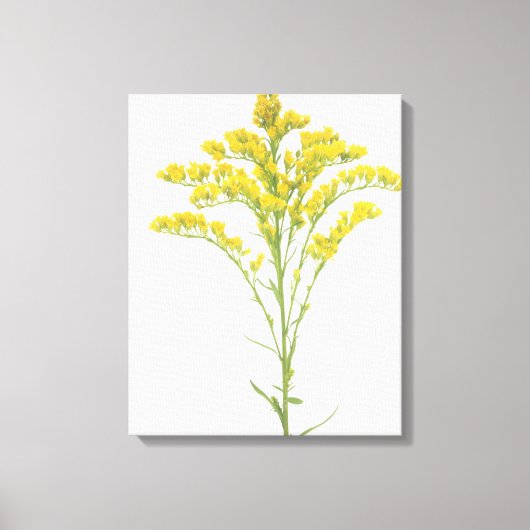 Goldenrod bloemen (Solidago juncea), Noord-Amerika Canvas Afdruk (Voorkant)
