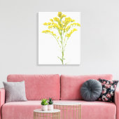 Goldenrod bloemen (Solidago juncea), Noord-Amerika Canvas Afdruk (Insitu (Woonkamer))
