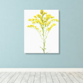 Goldenrod bloemen (Solidago juncea), Noord-Amerika Canvas Afdruk (Insitu (Houten vloer))