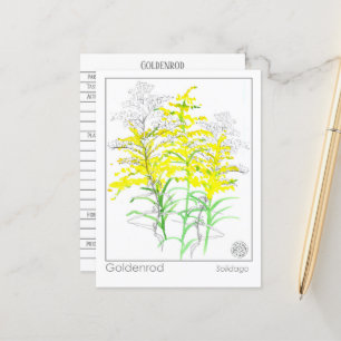 Goldenrod Materia Medica Monograph Herbal Studie Briefkaart