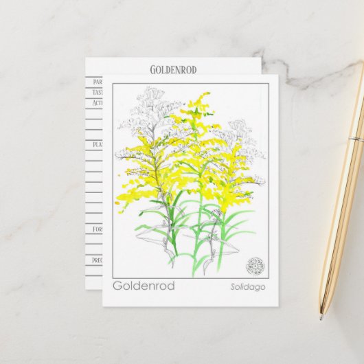 Goldenrod Materia Medica Monograph Herbal Studie Briefkaart (Voorkant / Achterkant in situ)