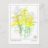 Goldenrod Materia Medica Monograph Herbal Studie Briefkaart (Voorkant)