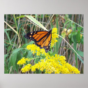 Goldenrod met vlinder poster