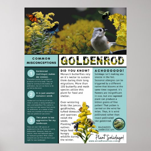 Goldenrod Misconceptions and Facts Blue Theme Poster (Voorkant)