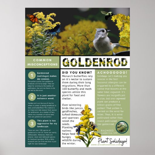 Goldenrod Misconceptions and Facts Poster (Voorkant)