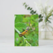 Goldenrod Soldier Beetle Briefkaart (Staand voorkant)