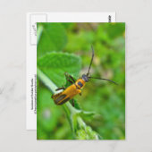 Goldenrod Soldier Beetle Briefkaart (Voorkant / Achterkant)