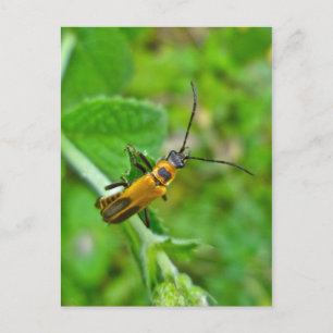 Goldenrod Soldier Beetle Briefkaart