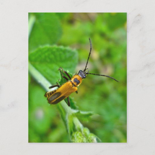 Goldenrod Soldier Beetle Briefkaart (Voorkant)