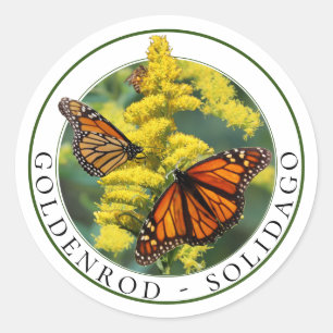 Goldenrod Solidago en Monarch Butterflies Ronde Sticker