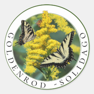 Goldenrod Solidago en Tiger Swallowtail Butterfly Ronde Sticker