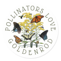 Goldenrod Solidago Wildflower en Pollinators Clas