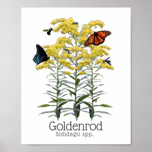 Goldenrod Solidago Wildflower en Pollinators Poster (Voorkant)