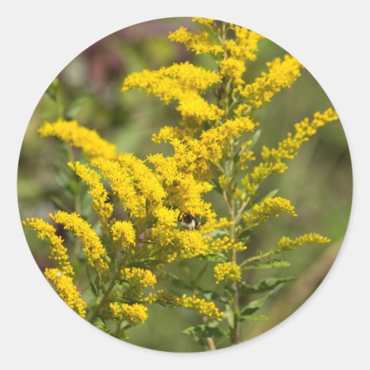 Goldenrod Wildbloemen Ronde Sticker (Voorkant)