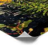 Goldenroodbloemen en Natuur van schaduwen Poster (Hoek)