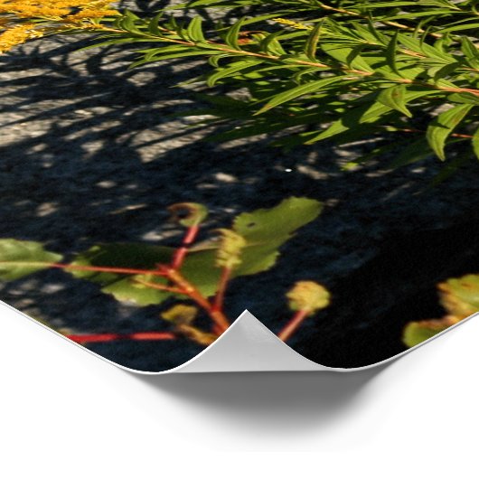 Goldenroodbloemen en Natuur van schaduwen Poster (Hoek)