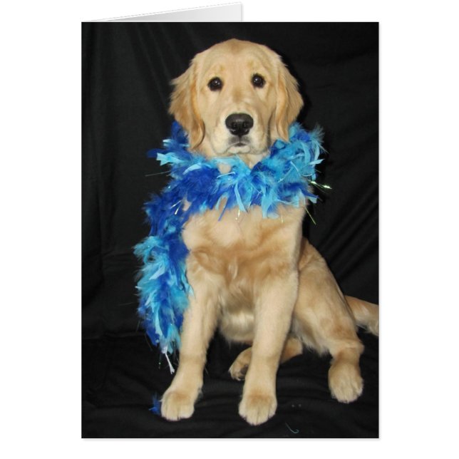Goldens Feathers Galore (Voorkant)