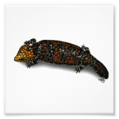 Goldfields Shingleback Lizard Print Foto Afdruk (Voorkant)
