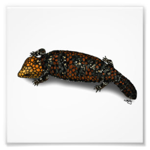 Goldfields Shingleback Lizard Print Foto Afdruk
