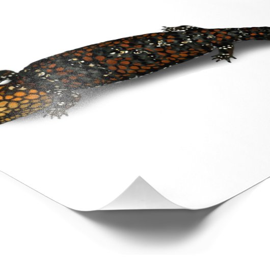 Goldfields Shingleback Lizard Print Foto Afdruk (Hoek)