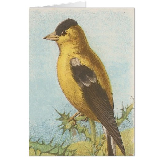 Goldfinch (Voorkant)