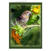 Goldfinch (Voorkant)