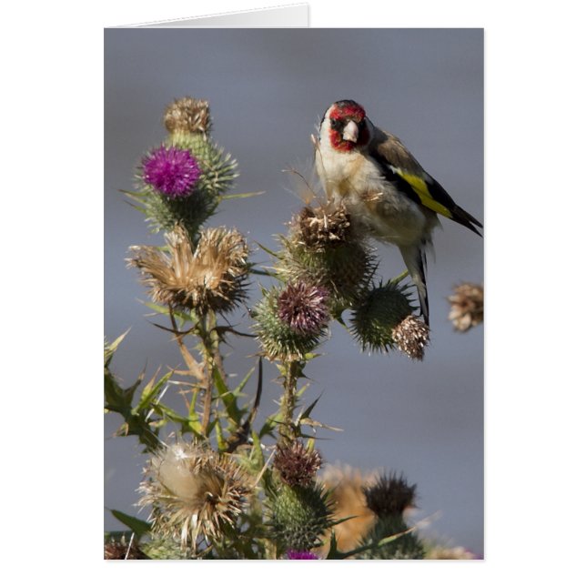 Goldfinch (Voorkant)
