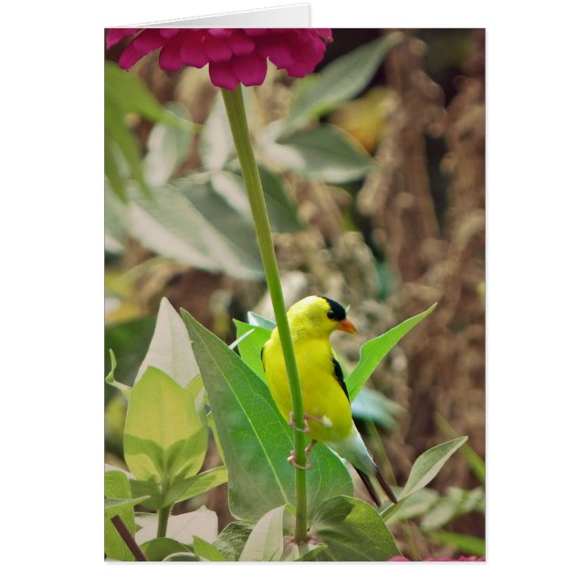 Goldfinch (Voorkant)