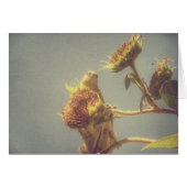 Goldfinch (Voorkant Horizontaal)