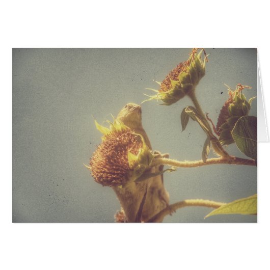 Goldfinch (Voorkant Horizontaal)