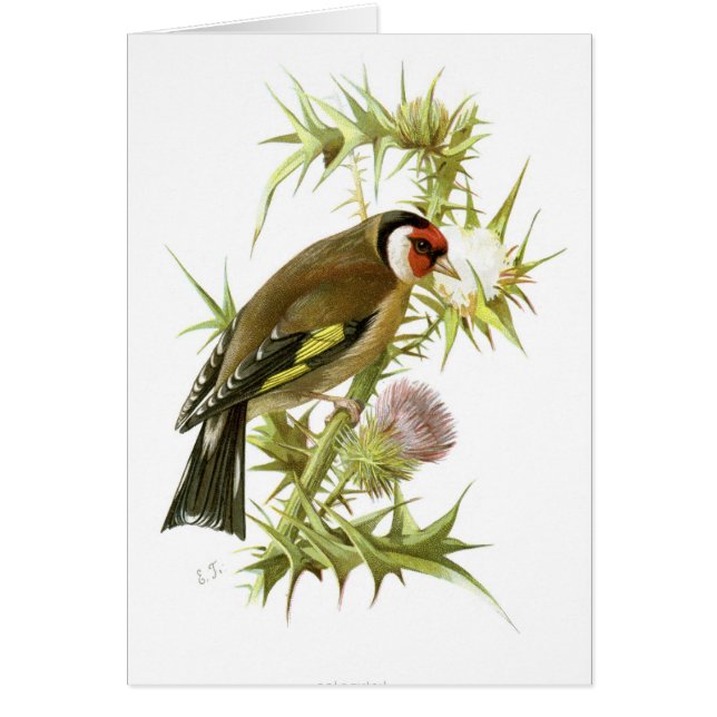 Goldfinch (Voorkant)