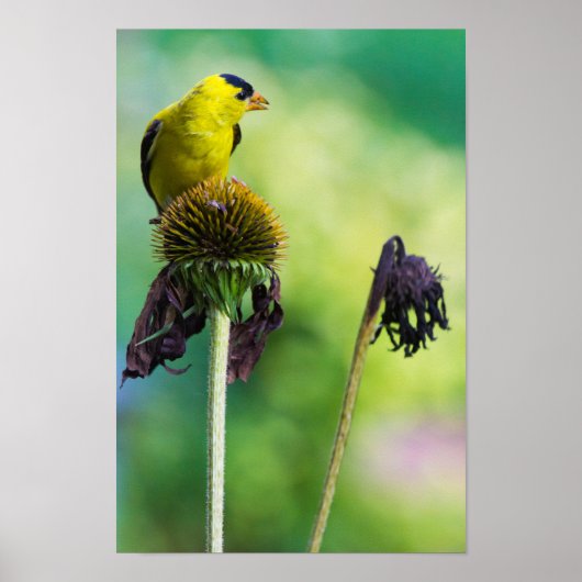 Goldfinch Atop of Cone Flower Poster (Voorkant)