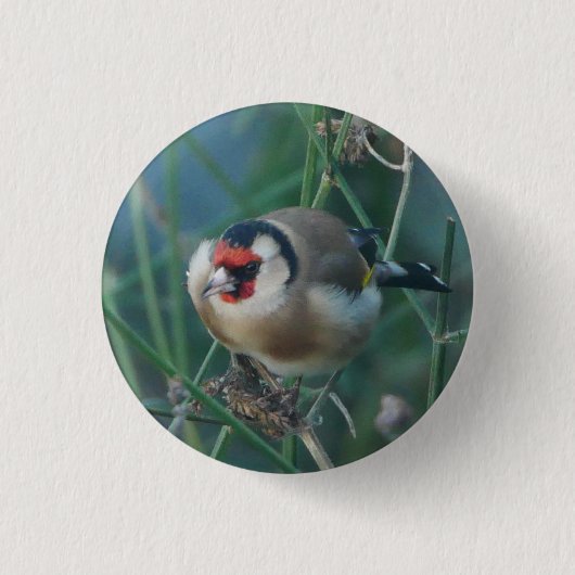 Goldfinch Badge Ronde Button 3,2 Cm (Voorkant)