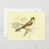 Goldfinch Bird Lithograaf Briefkaart (Voorkant / Achterkant)