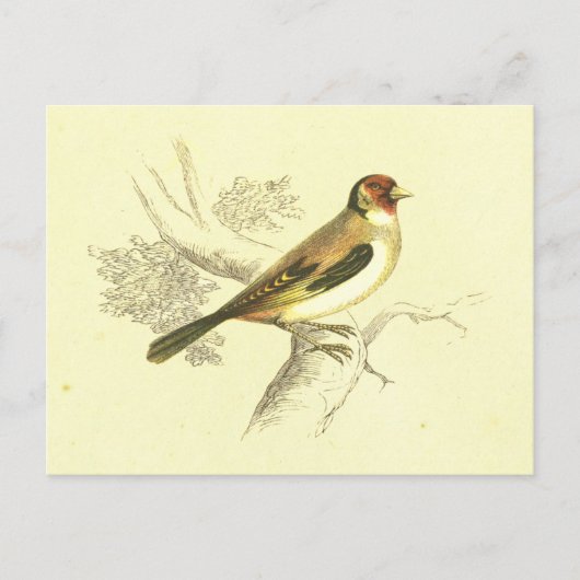 Goldfinch Bird Lithograaf Briefkaart (Voorkant)