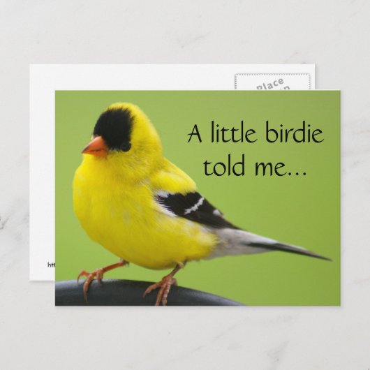 Goldfinch Briefkaart (Voorkant / Achterkant)