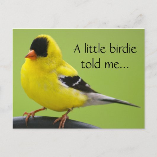 Goldfinch Briefkaart (Voorkant)