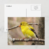 Goldfinch Briefkaart (Voorkant / Achterkant)