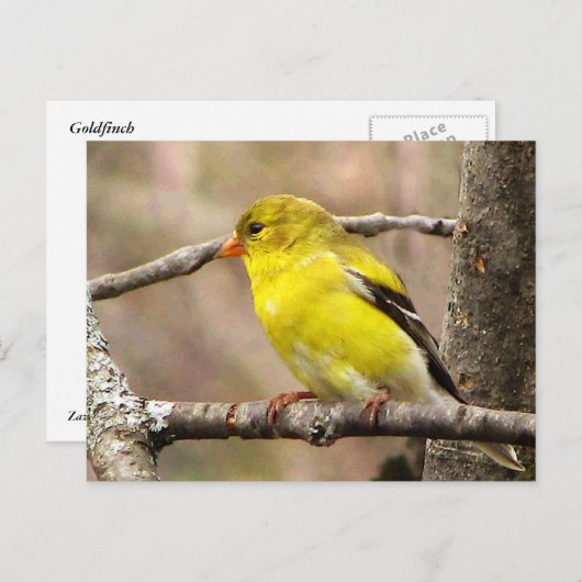 Goldfinch Briefkaart (Voorkant / Achterkant)