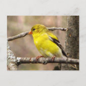 Goldfinch Briefkaart (Voorkant)