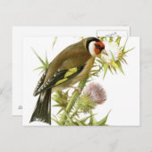 Goldfinch Briefkaart (Voorkant / Achterkant)